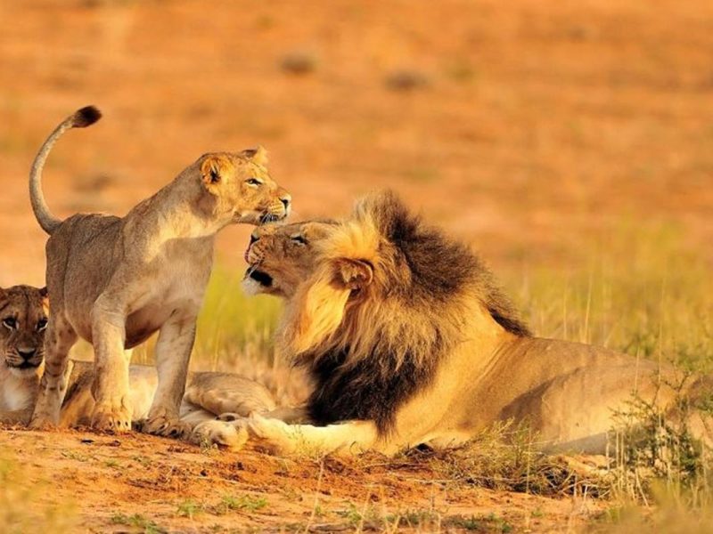 Tanzania Wildlife Safaris