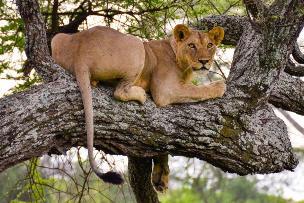 Tarangire National Park Tarangire National Park