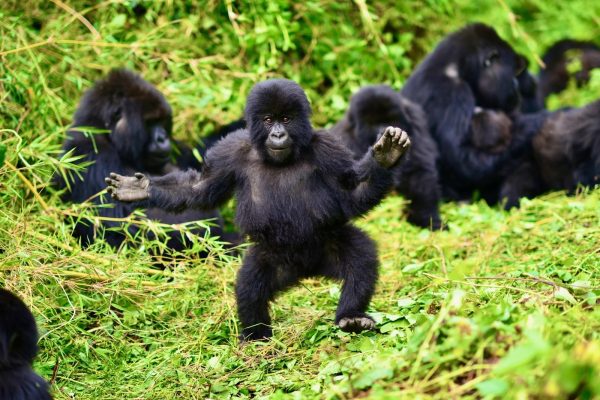 4 Days Uganda Gorilla Trekking Safari
