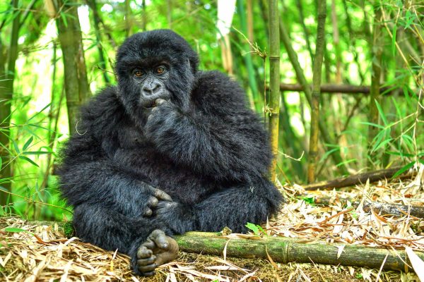 Young mountain gorilla eating, Volcanoes National Park, Rwanda 8-Day Rwanda Gorilla & Primates Safari