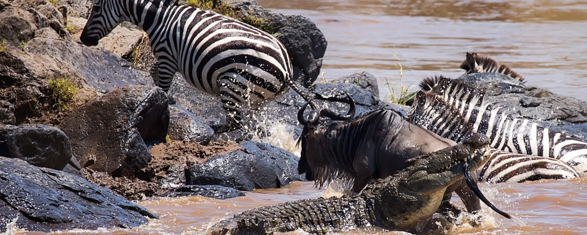 What is the Best Time for Photographers to Experience the Great Migration