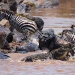 What is the Best Time for Photographers to Experience the Great Migration