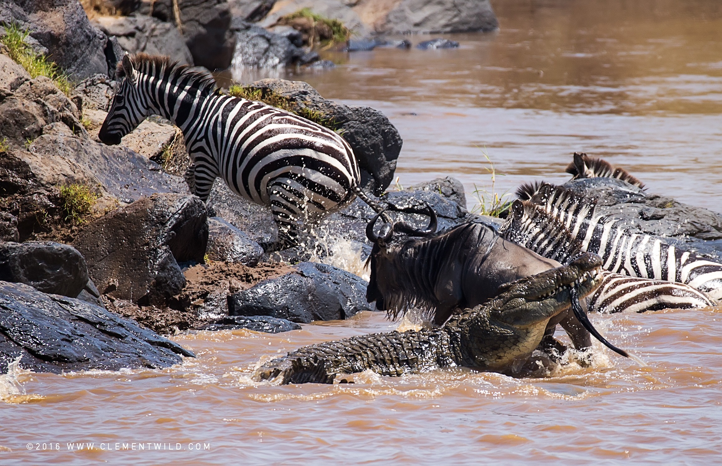 What is the Best Time for Photographers to Experience the Great Migration