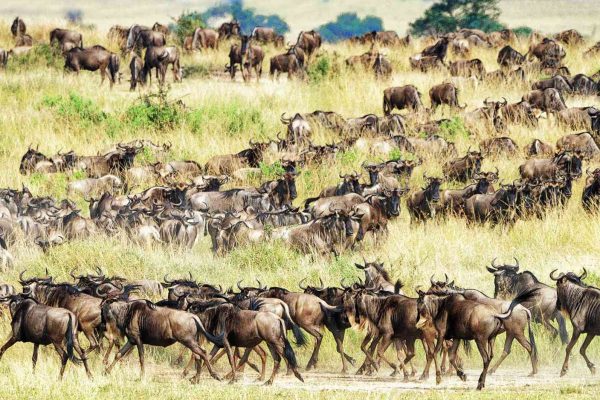 What is the Great Migration For a Kenya and Tanzania Safaris. What is the Great Migration For a Kenya and Tanzania Safaris.