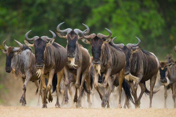 Where Can I See the Great Migration in Tanzania Where Can I See the Great Migration in Tanzania?