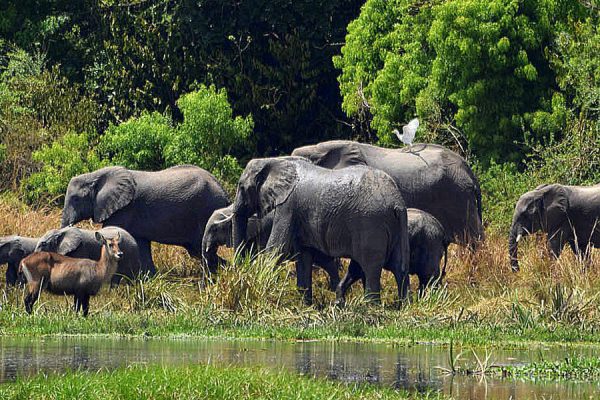 11 Days Uganda Safari Experience Uganda Wildlife Safaris
