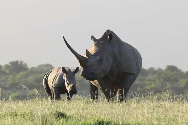 Ziwa Rhino Sanctuary. Ziwa Rhino Sanctuary