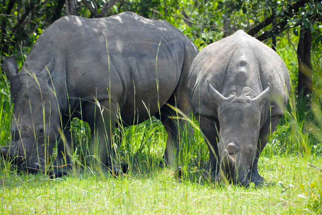 3 Days Murchison Uganda Big Five Safari