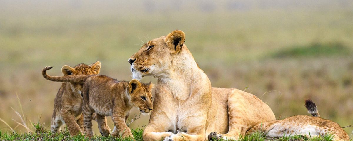 What is the Best Time for a Wildlife Safari in East Africa?