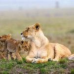 What is the Best Time for a Wildlife Safari in East Africa?