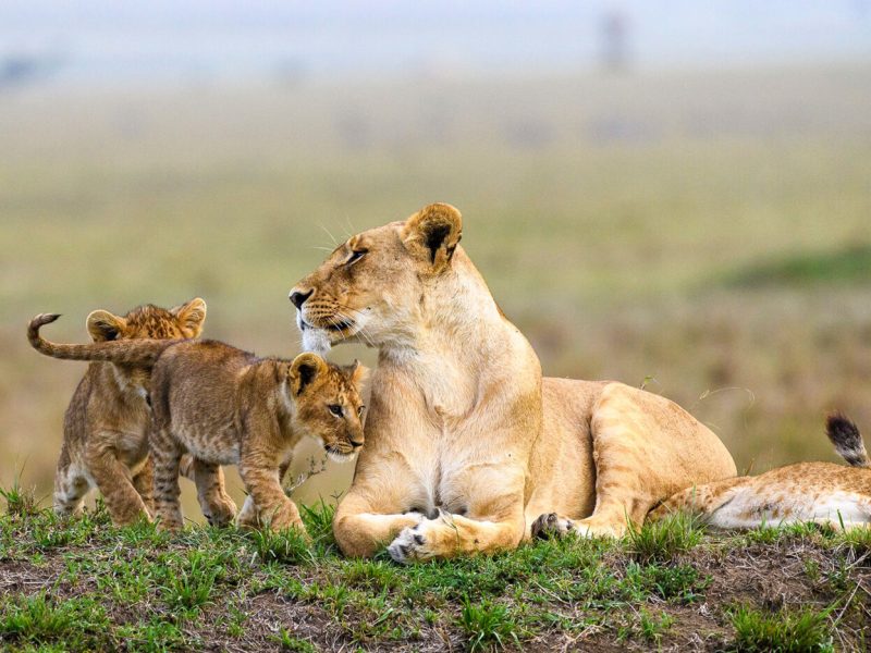 What is the Best Time for a Wildlife Safari in East Africa?