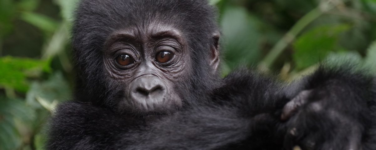 What Is Gorilla Trekking