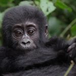 What Is Gorilla Trekking