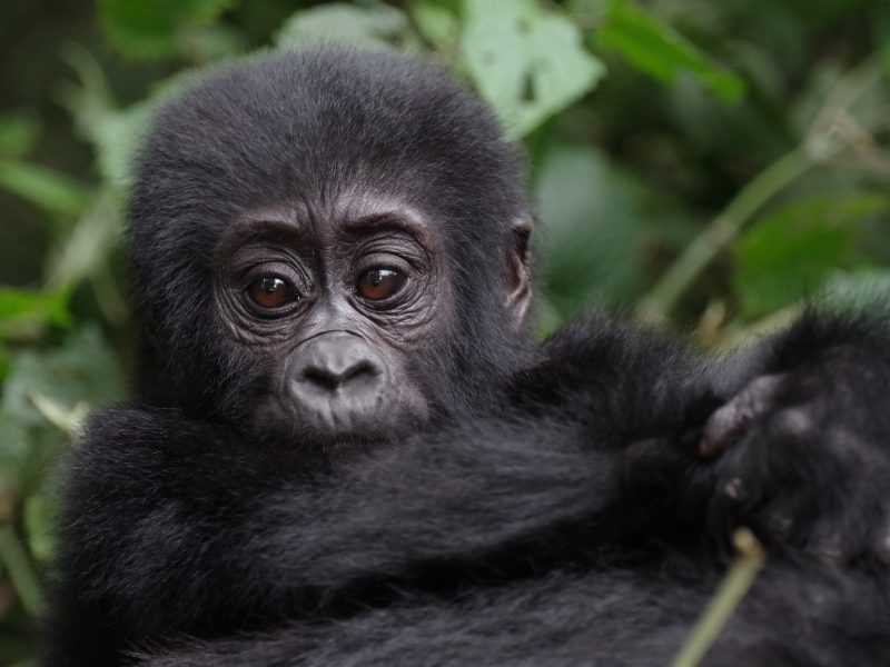 What Is Gorilla Trekking