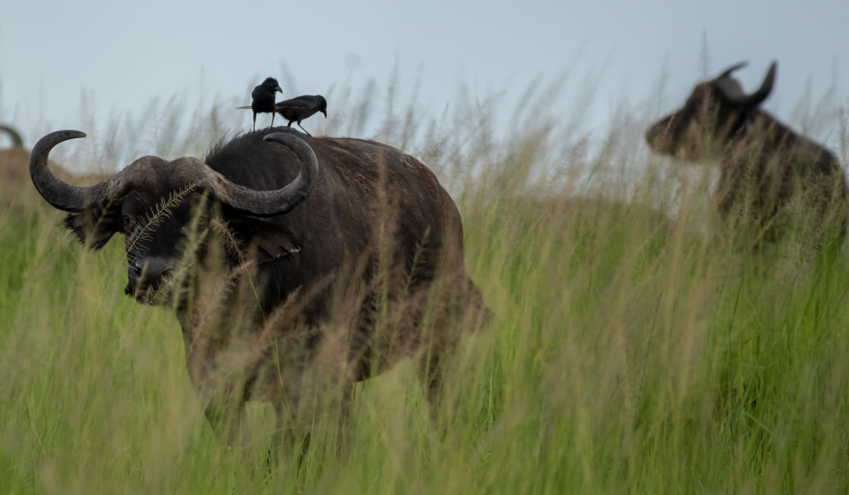 7 Days Rwanda Experiential Safari