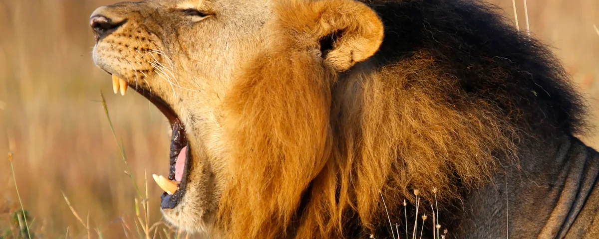 African Lion