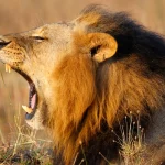 African Lion