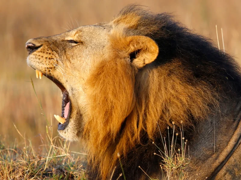 African Lion