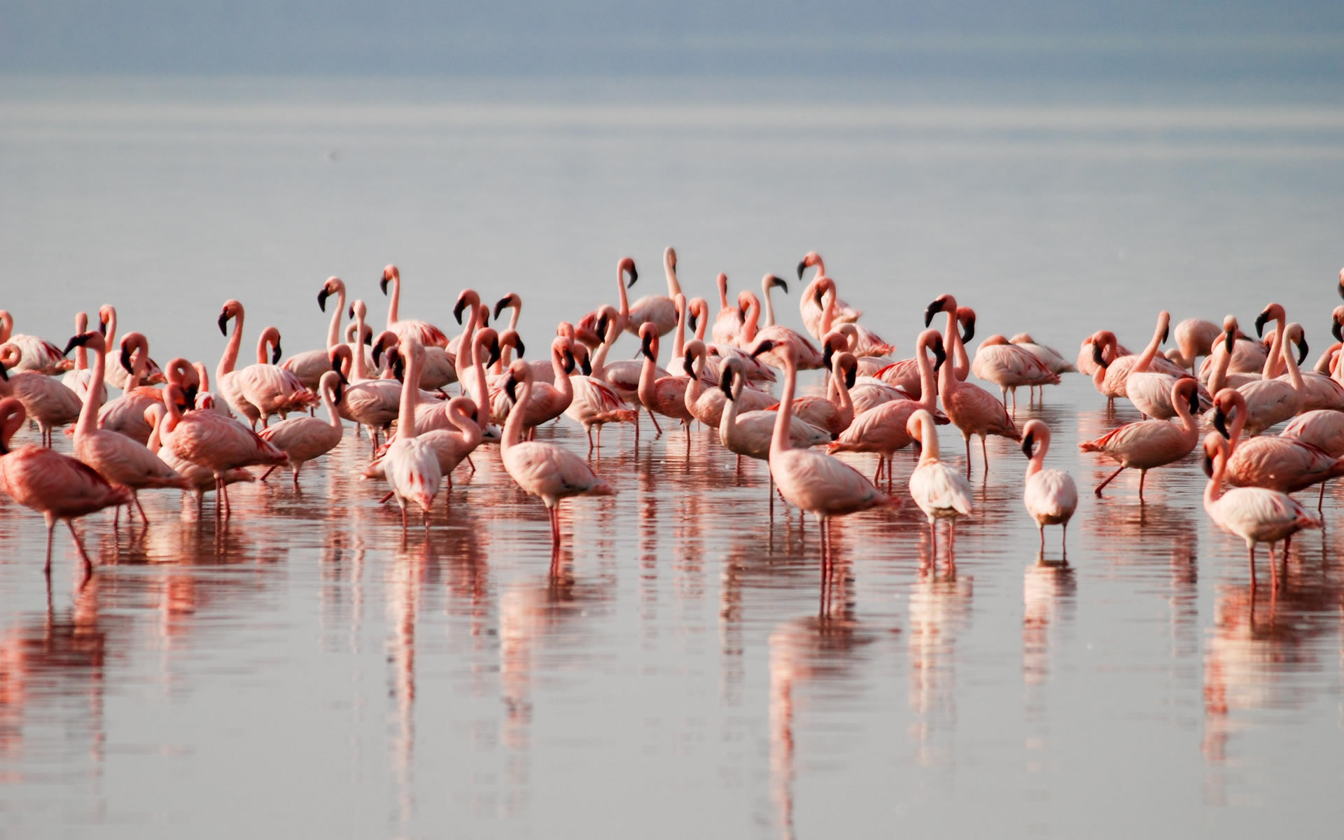 Where Can You Enjoy Birding Safaris in Kenya?