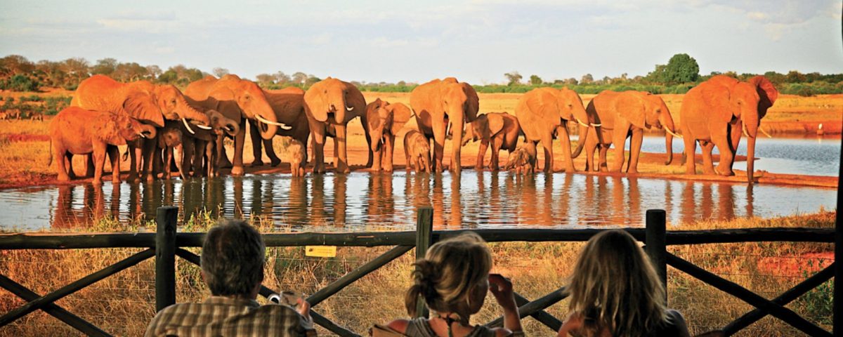 Guided Safaris in Tsavo National Park