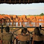 Guided Safaris in Tsavo National Park