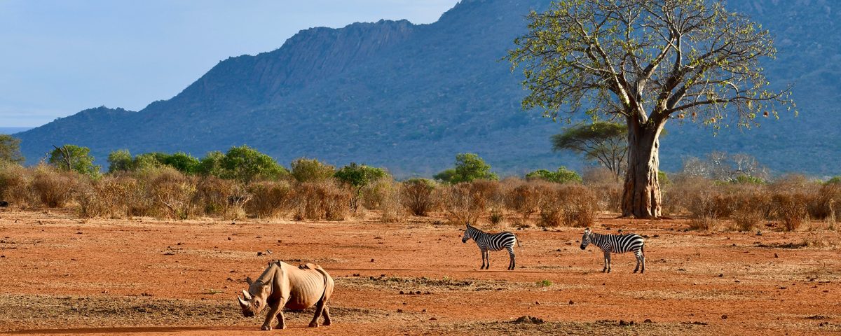 Tsavo East National Park Vs Tsavo West National Park
