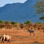 Tsavo East National Park Vs Tsavo West National Park
