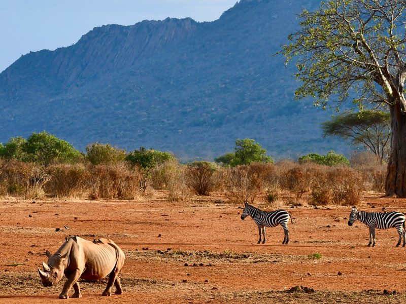 Tsavo East National Park Vs Tsavo West National Park