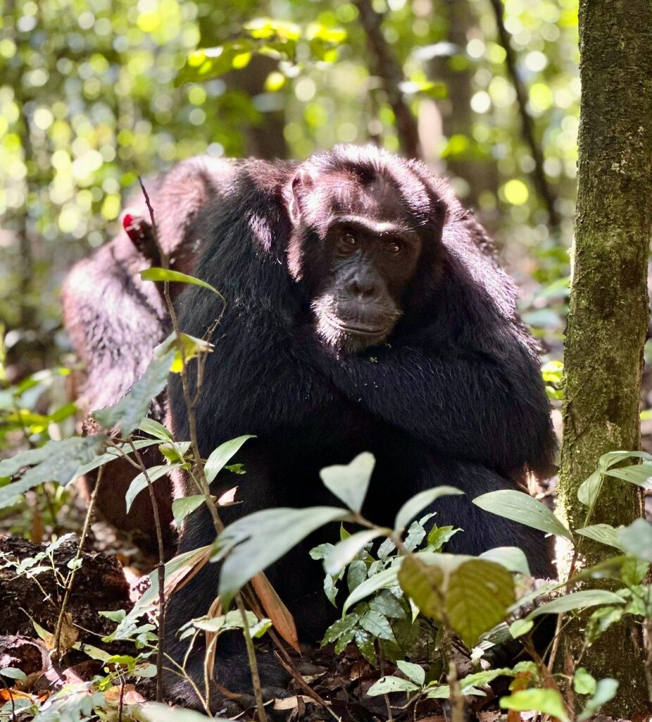 How is Chimp Tracking Different from Gorilla Trekking?
