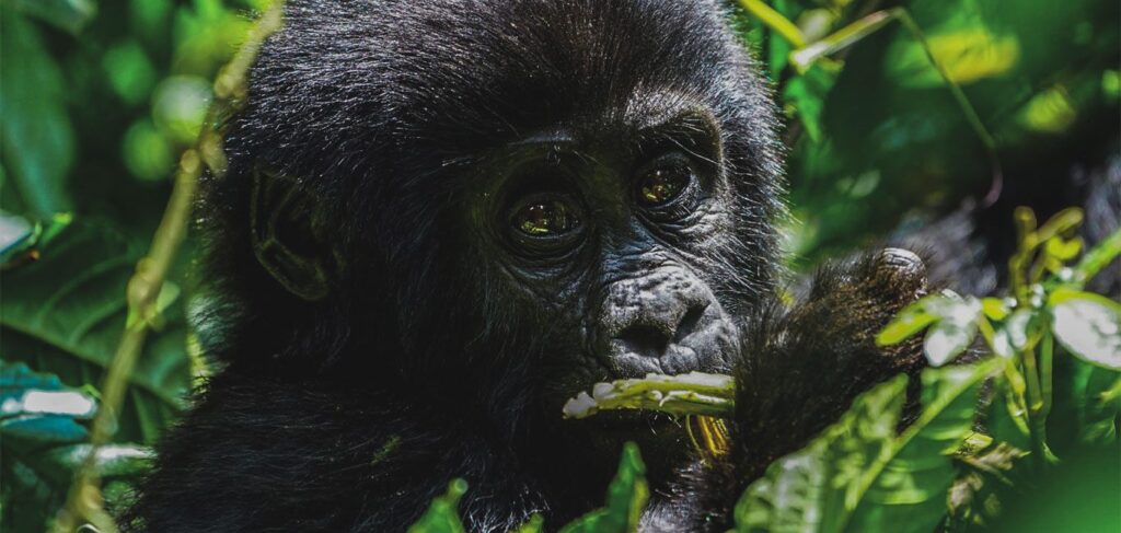 How Long Does a Gorilla Trek Last in Bwindi?