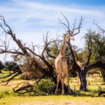 Why East Africa Should Be Your Next Adventure