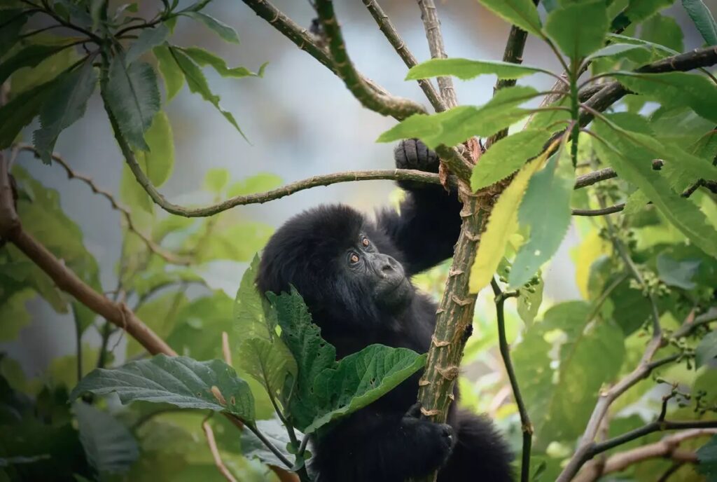 What Makes Gorilla Trekking Unique?