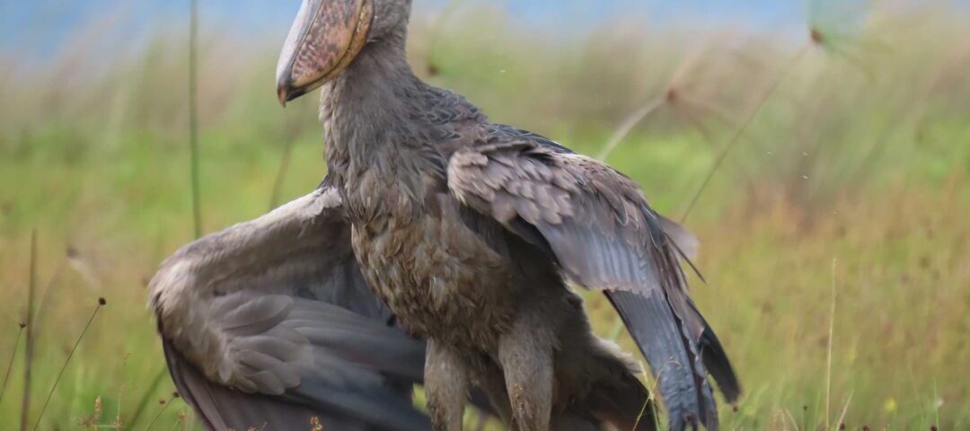 How Many Bird Species Can You Expect to See on an East African Birding Safari?
