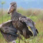 How Many Bird Species Can You Expect to See on an East African Birding Safari?