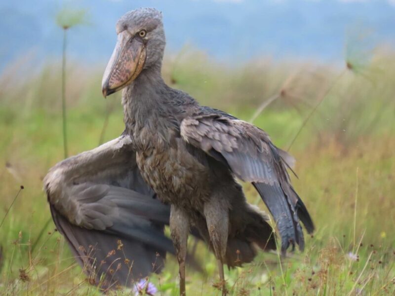 How Many Bird Species Can You Expect to See on an East African Birding Safari?