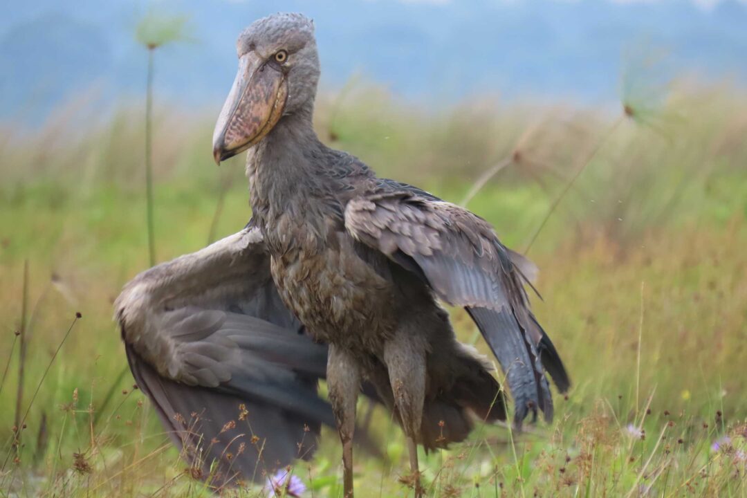 Where Can You See the Shoebill Stork During a Uganda Birding Safari?