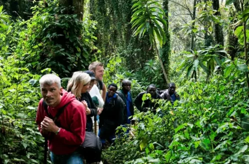 bwindi-trek-1024x640