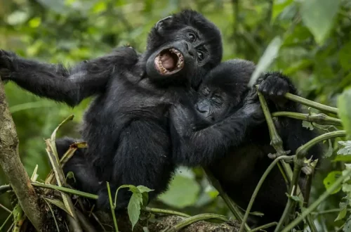 mountain-gorillas