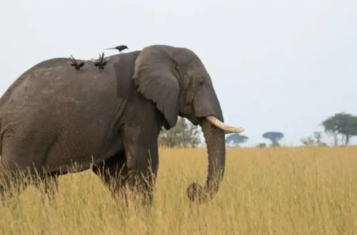 murchison-falls-elephants-s-1024x640