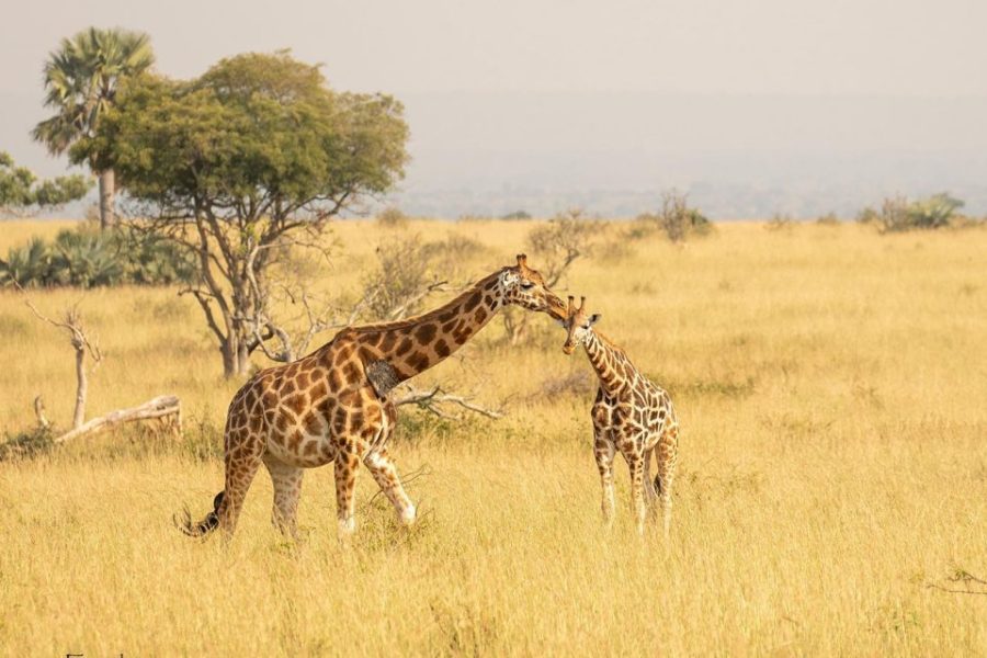 murchison-falls-giraffes-1024x640